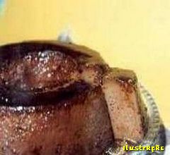 Pudim de Cappuccino