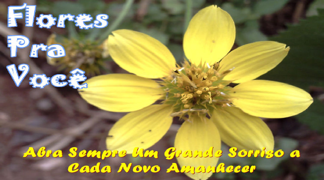 Mensagens com Flores Mensagens com Flores